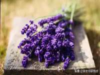 郑州晟禾生物科技有限公司
